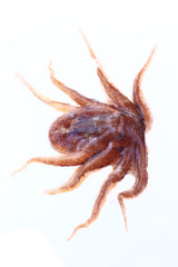 Octopus on a white background