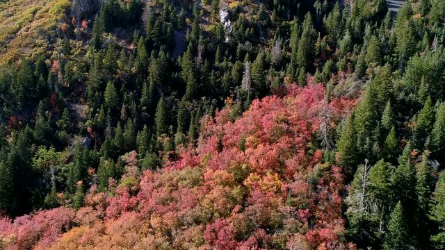 Rotating aerial view of red fall colors through green pine trees climbing up mountain in Utah.