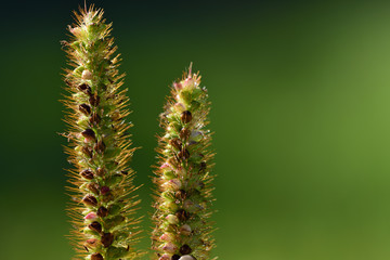 Closeup of wild grass with seeds and hair on which drops of water sit in front of light green background with free space