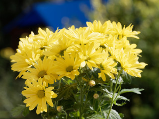 Chrysanthemen Bacardi mit ein sehr helles und intensives Gelb mit grün Median