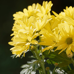 Chrysanthemen Bacardi mit ein sehr helles und intensives Gelb mit grün Median