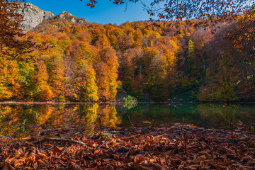 Yellow dry autumn leaves float in the lake