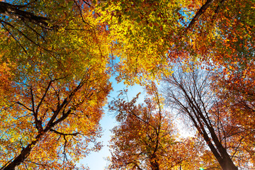 Crowns of autumn trees against the blue sky