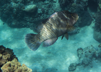 Fototapeta na wymiar Napoleonfisch (Cheilinus undulatus) swimming under water.