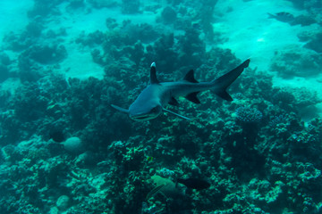 White tip reef shark (Triaenodon obesus) swimming in the sea.