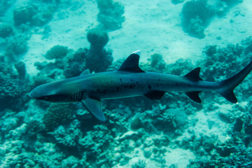 Fototapeta na wymiar White tip reef shark (Triaenodon obesus) swimming in the sea.