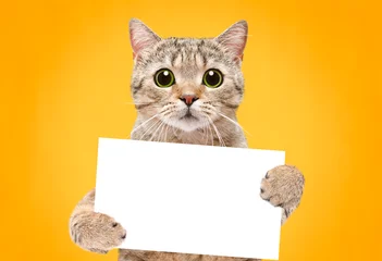 Foto op Plexiglas Portret van een kat Scottish Straight met een spandoek in poten op een oranje achtergrond © sonsedskaya