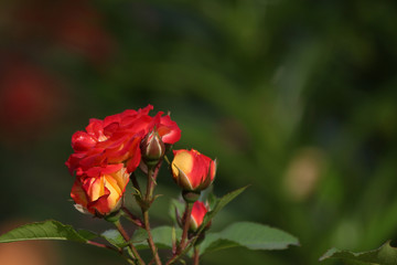 pale pink rose with rose droplets closeup selective focus