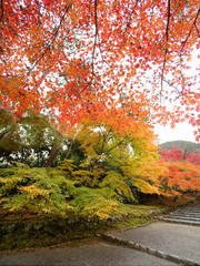 Obraz premium Japan Kyoto old town autumn leaves