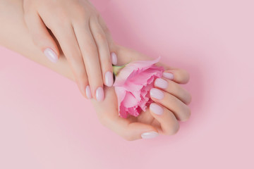 Solid manicure on girl nails with gel polish, hands holding flower on pink background. Concept...