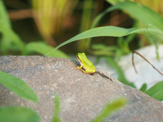 かえるの背中