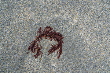 Sea plant on a gray sand