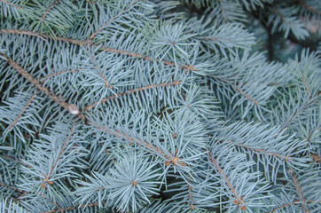 green branches of a furtree