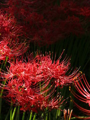 彼岸花 スポットライト