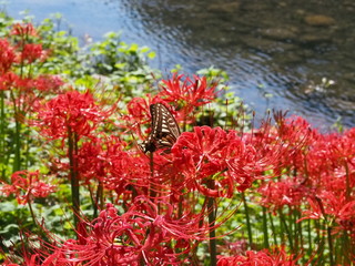 アゲハ蝶と彼岸花