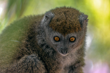 Bamboo lemur (Hapalemur griseus), close-up,wild nature Madagascar