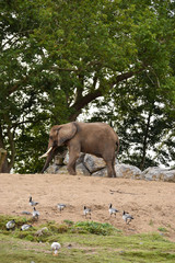 Eléphant d'Afrique