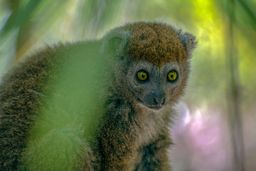 Bamboo lemur (Hapalemur griseus), close-up,wild nature Madagascar