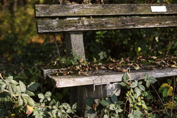 Bank im Wald