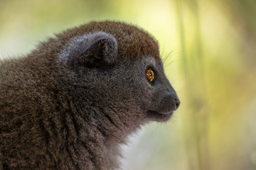 Bamboo lemur (Hapalemur griseus), close-up,wild nature Madagascar