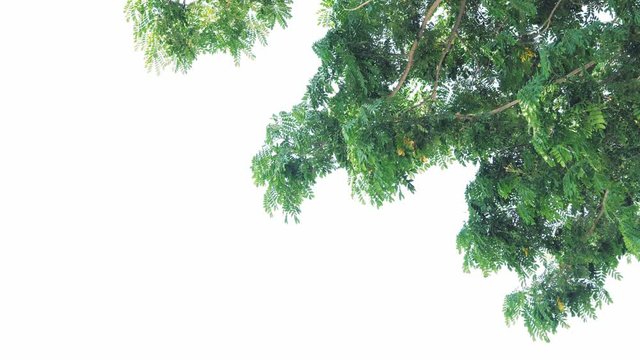 4K Wind blowing green leaves on isolated white background, Moving leaves on natural background