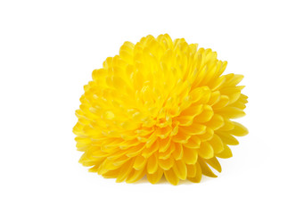 Yellow  chrysanthemum flowers isolated on white