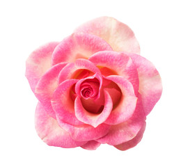  single rose, isolated on white background