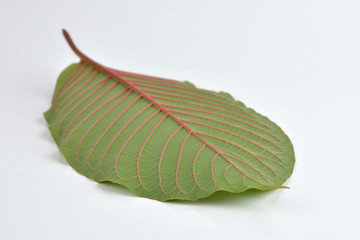 Mitragyna speciosa (kratom) isolated on the white background