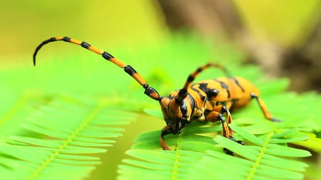 Longhorn beetle climbing on the tree, Chiangmai Thailand
