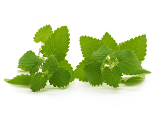 ハーブ キャットニップ