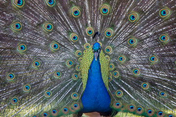 Obraz premium peacock with feathers out