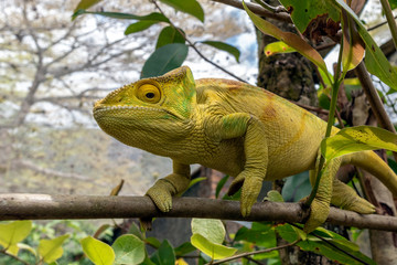 Green chameleon - Chamaeleo calyptratus ,Wild nature Madagascar