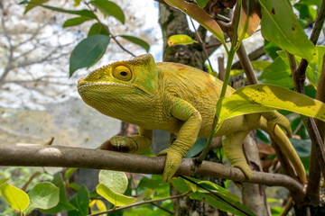 Green chameleon - Chamaeleo calyptratus ,Wild nature Madagascar