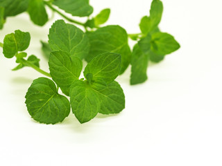 ハーブ オレンジミント
