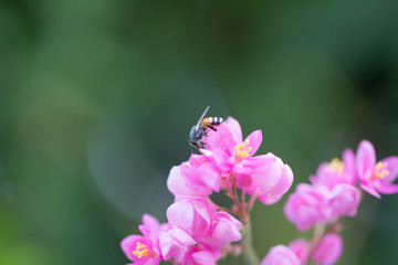 The bees look for nectar from morning pollen.