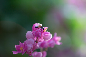 The bees look for nectar from morning pollen.