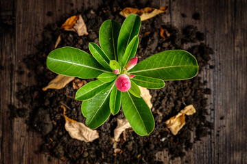 Adenium