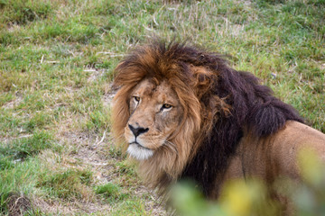 Le lion d'Afrique