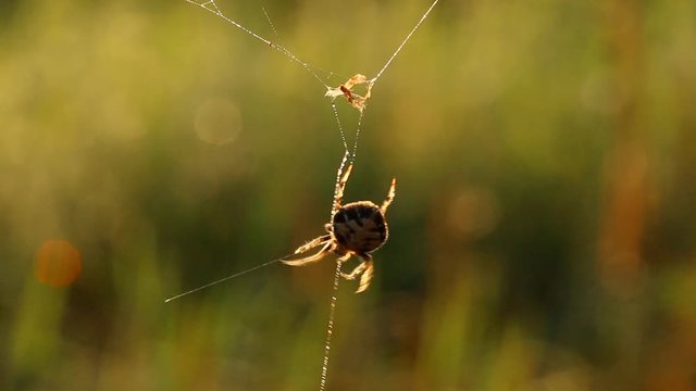Spider  climbing  and spinning  web in the morning  , Chiangmai Thailand