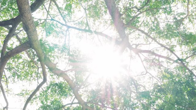 4K Wind blowing green leaves and sunshine day on isolated white background, Moving leaves on natural background