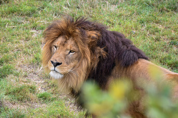 Le lion d'Afrique