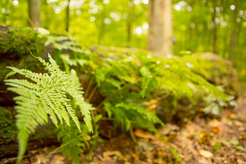 Closeup of fern plant that has grown in an old tree log out in the forest.