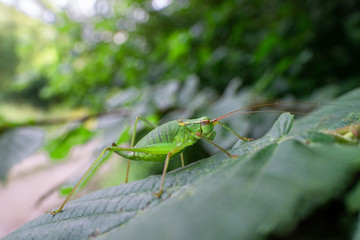 Insekten