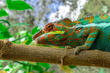 Malagasy Giant Chameleon / Furcifer oustaleti, Wild nature. Madagascar