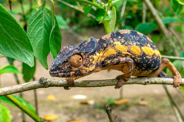 A veiled chameleon is walking on a tree branch.