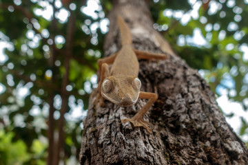 Crested gecko,  close up, Wild nature.  Madagascar