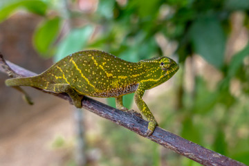 A veiled chameleon is walking on a tree branch.