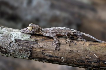 Leaf-tailed Gecko / Uroplatus phantasticus, Wild nature Madagascar