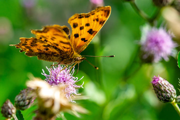 Insekten