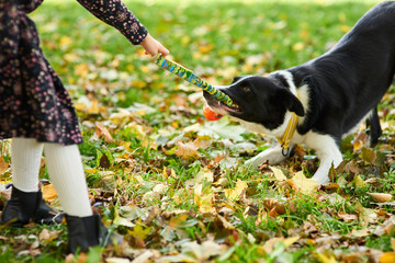 Child playing with dog on the fresh air